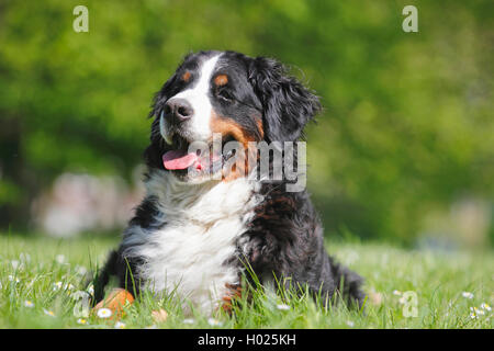 Bovaro del Bernese (Canis lupus f. familiaris), otto anni di Bovaro del Bernese giacente in un prato, Germania Foto Stock