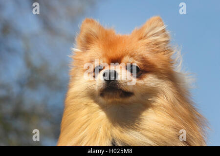 Pomerania (Canis lupus f. familiaris), 1, 5 anni di Pomerania, Germania Foto Stock