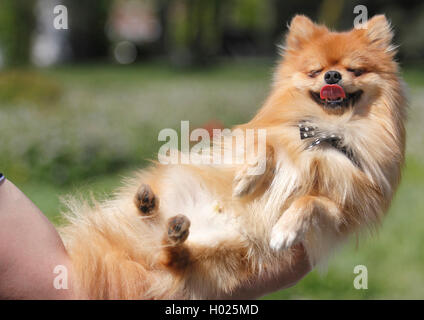 Pomerania (Canis lupus f. familiaris), 1,5 anni di Pomerania, Germania Foto Stock