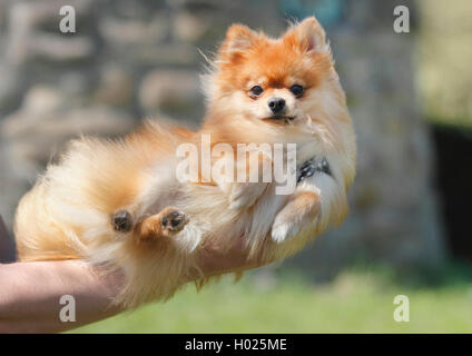 Pomerania (Canis lupus f. familiaris), 1,5 anni di Pomerania, Germania Foto Stock