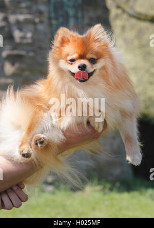 Pomerania (Canis lupus f. familiaris), 1,5 anni di Pomerania, Germania Foto Stock