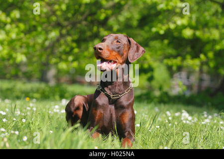 Dobermann (Canis lupus f. familiaris), tre anni marrone cane maschio giacente in un prato, Germania Foto Stock