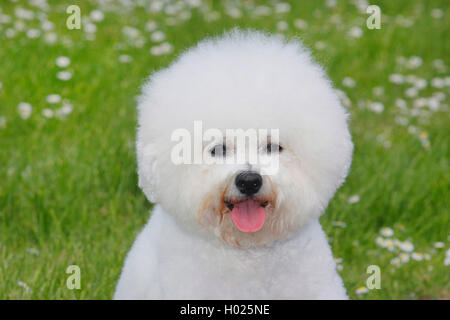 Bichon frisÚ (Canis lupus f. familiaris), ritratto, Germania Foto Stock