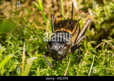 Campo cricket (Gryllus campestris), femmina, vista da vicino, in Germania, in Baviera Foto Stock