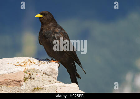 Primo piano il gracchio alpino o giallo-fatturati gracchio corallino bird Foto Stock