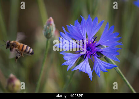 Laurea di primo livello pulsante, bluebottle, Fiordaliso (Centaurea cyanus), Blossom con avviamento Honey Bee, in Germania, in Baviera Foto Stock