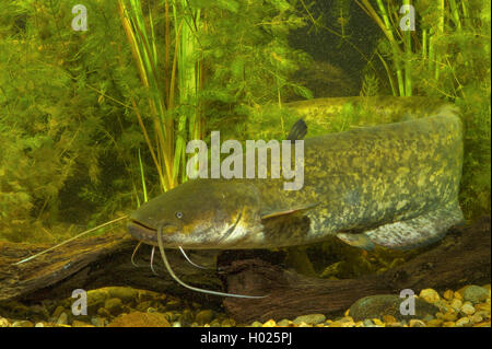 Pesce gatto europeo, wels, siluro, wels siluro (Silurus glanis), su legno morto tra piante acquatiche, Germania Foto Stock