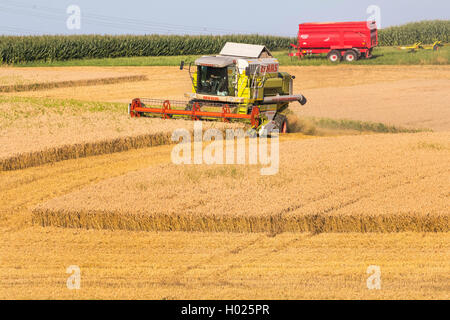 Pane di frumento, coltivati frumento (Triticum aestivum), il campo di grano, raccolto con un harvester, in Germania, in Baviera, Isental Foto Stock