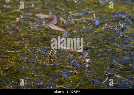 Biscia dal collare (Natrix natrix), nuoto over dense waterweeds, vista frontale, in Germania, in Baviera Foto Stock