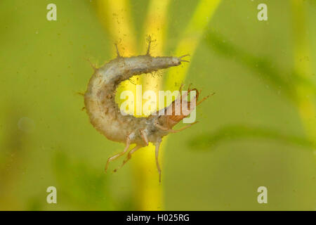 Minor acqua nera beetle, minore di acqua argento beetle, argento minore beetle (Hydrochara caraboides), nuoto beetle larva, Germania Foto Stock