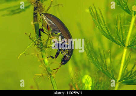 Minor acqua nera beetle, minore di acqua argento beetle, argento minore beetle (Hydrochara caraboides), seduti a un impianto di acqua sotto l'acqua, Germania Foto Stock