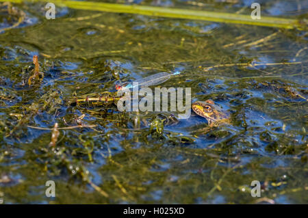 Minor red-eyed damselfly (continentale) (Erythromma viridulum), maschio in agguato da una rana, in Germania, in Baviera Foto Stock