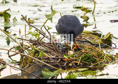 Nero la folaga (fulica atra), nel suo nido con uova e pulcini usciti dal guscio, in Germania, in Baviera Foto Stock