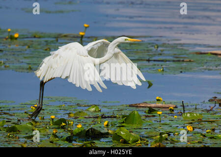 Airone bianco maggiore, Airone bianco maggiore (Egretta alba, Casmerodius Albus, Ardea alba), partendo dal laghetto di gigli, in Germania, in Baviera, il Lago Chiemsee Foto Stock