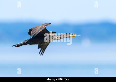 Cormorano (Phalacrocorax carbo), battenti, in Germania, in Baviera Foto Stock