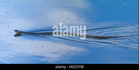 Biscia dal collare (Natrix natrix), nuoto, in Germania, in Baviera Foto Stock