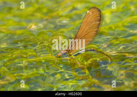 Bluewing, demoiselle agrion (Calopteryx virgo), la deposizione delle uova di una femmina sotto l'acqua, in Germania, in Baviera, Isental Foto Stock