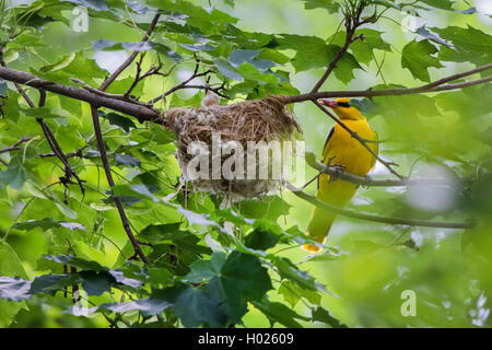 Rigogolo (Oriolus oriolus), maschio con foraggi a nido, in Germania, in Baviera, Isental Foto Stock