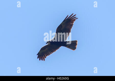 Western Marsh Harrier (Circus aeruginosus), femmina volanti, in Germania, in Baviera Foto Stock