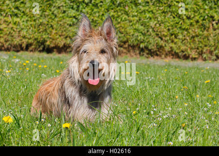 Berger de Picardie, Berger Picard (Canis lupus f. familiaris), ventidue mesi cucciolo giacente in un prato, vista frontale, Germania Foto Stock