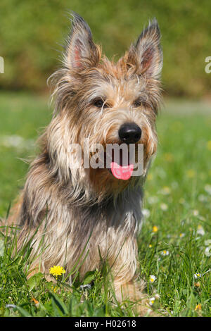 Berger de Picardie, Berger Picard (Canis lupus f. familiaris), ventidue mesi cucciolo giacente in un prato, vista frontale, Germania Foto Stock