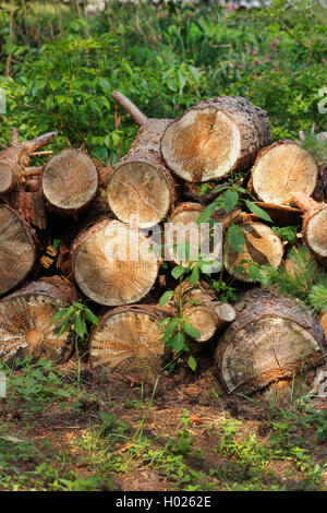 Segati accatastati tronchi di alberi , Germania Foto Stock