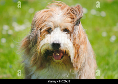 Elo, grande elo (Canis lupus f. familiaris), dieci anni cane maschio seduto in un prato, ritratto, Germania Foto Stock