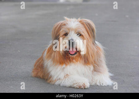 Elo, grande elo (Canis lupus f. familiaris), dieci anni cane maschio giacente su di una superficie di asfalto, Germania Foto Stock