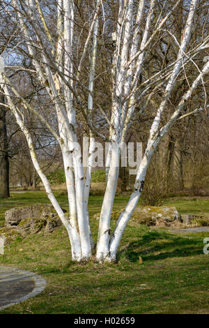 White abbaiato Himalayan Birch (Betula utilis 'Doorenbos', Betula utilis Doorenbos), tronchi, cultivar Doorenbos Foto Stock