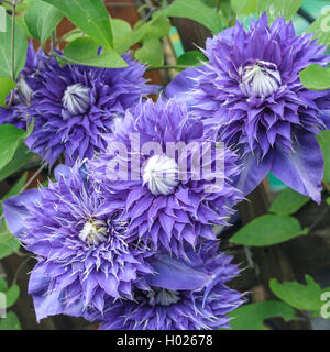 Clematis, vergini-bower (Clematis 'Multi Blue', Clematis Multi blu), cultivar Multi Blue Foto Stock