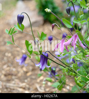 Clematis, vergini-bower (Clematis 'Rooguchi', Clematis Rooguchi), cultivar Rooguchi Foto Stock