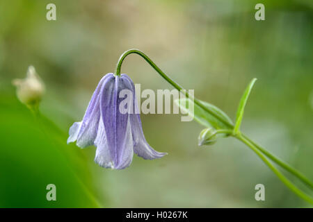 Viola la clematide, italiano di virgin-bower (Clematis viticella), fiore, Germania, Sassonia Foto Stock