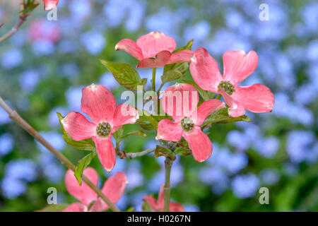 Fioritura sanguinello, American bosso (Cornus florida 'Sweetwater', Cornus florida Sweetwater), cultivar Sweetwater, Germania Foto Stock