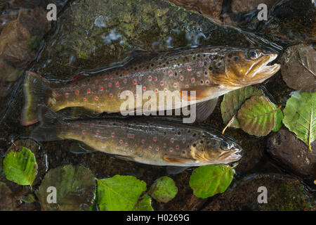 La trota fario trota di fiume, trota di fiume (Salmo trutta fario), due appena pescato trote giacente su pietre, vista laterale, Germania, Bassa Sassonia Foto Stock