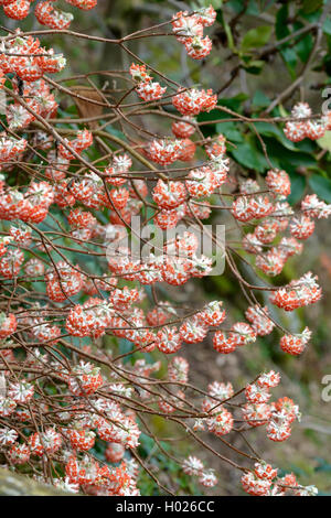 Oriental Paperbush (Edgeworthia chrysantha 'Akebono', Edgeworthia chrysantha Akebono), cultivar Akebono Foto Stock