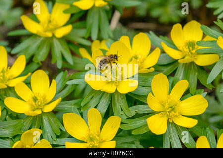 Aconitum invernale (Eranthis hyemalis), fiori con bee, Germania Foto Stock