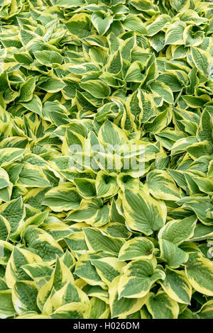 Piantaggine lily (Hosta 'larga tesa', Hosta larga tesa), cultivar larga tesa Foto Stock