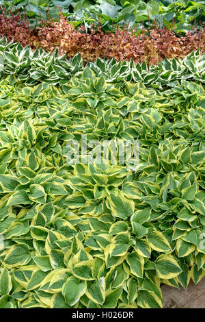 Piantaggine lily (Hosta 'larga tesa', Hosta larga tesa), cultivar larga tesa Foto Stock