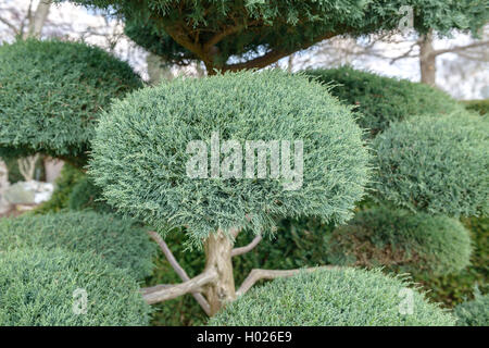 American ginepro, Eastern red cedar (Juniperus Virginiana "Hetz', Juniperus Virginiana Hetz), cultivar Hetz Foto Stock