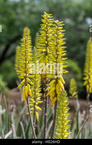 Aloe vera fiore Foto Stock