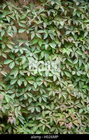 Virginia cinese-Superriduttore, vena d'argento superriduttore (Parthenocissus henryana, Ampelopsis henryana), in corrispondenza di una parete, Regno Unito Foto Stock