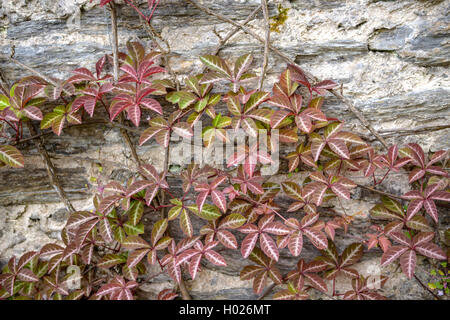 Virginia cinese-Superriduttore, vena d'argento superriduttore (Parthenocissus henryana, Ampelopsis henryana), in corrispondenza di una parete Foto Stock