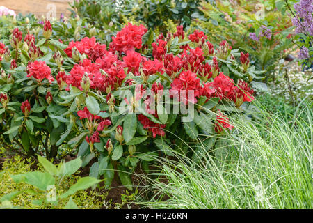 Rhododendron Catawba Catawba, Rose Bay (Rhododendron catawbiense Nova Zembla', Rhododendron catawbiense Nova Zembla), cultivar Nova Zembla Foto Stock
