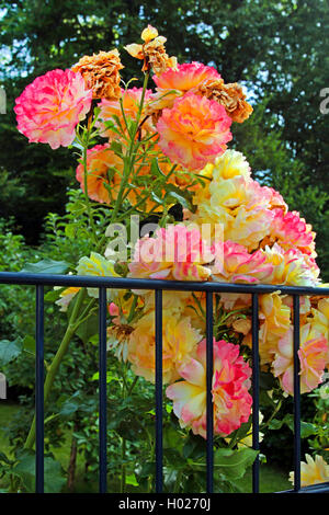 Rose ornamentali (Rosa spec.), la fioritura delle rose ornamentali in corrispondenza di un metallo giardino recinto , Germania Foto Stock