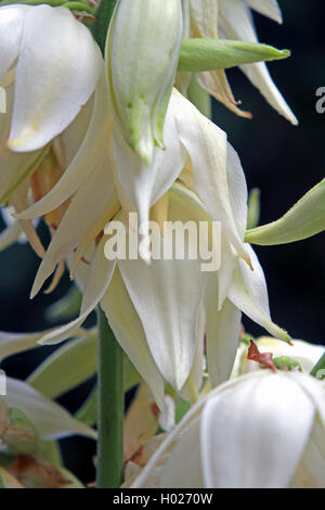 Adam's ago, debole-foglia di Yucca (Yucca filamentosa), fiore Foto Stock