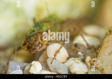 Blu-verde, darner aeshna sud, sud hawker (Aeshna cyanea), larva sotto l'acqua, in Germania, in Baviera, Niederbayern, Bassa Baviera Foto Stock