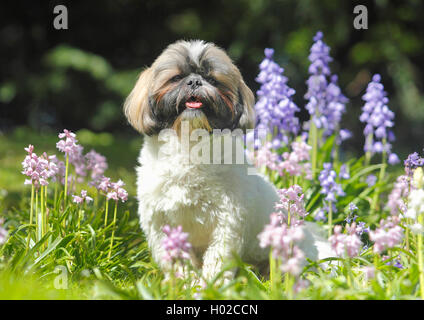 Shih Tzu (Canis lupus f. familiaris), cane maschio blu tra i fiori del giardino, Germania Foto Stock