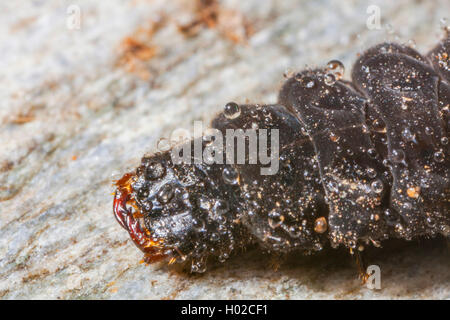 Cantharid comune, soldato comune beetle (Cantharis fusca), ritratto della larva, in Germania, in Baviera, Niederbayern, Bassa Baviera Foto Stock