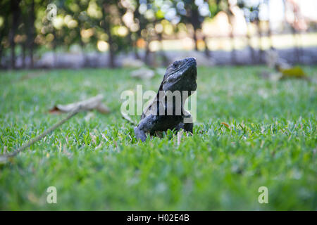 iguana occidentale a coda di rondine. Foto Stock