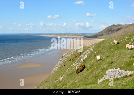 Rhossili Bay con pecore al pascolo e la gente sulla spiaggia. Penisola di Gower, Wales, Regno Unito Foto Stock